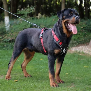 Adjustable Reflective Breathable Dog Harness Vest