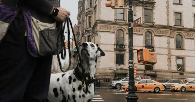 How to Train Your Dog Outdoors: Building Better Walking Habits from the Very First Walk