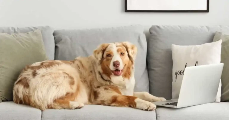 Why Does Pet Training Keep Feeling Inconsistent? The Problem May Not Be Your Pet — It May Be the Training Rhythm
