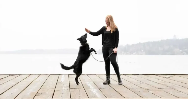 Why More Dog Owners Are Using Potty Bells