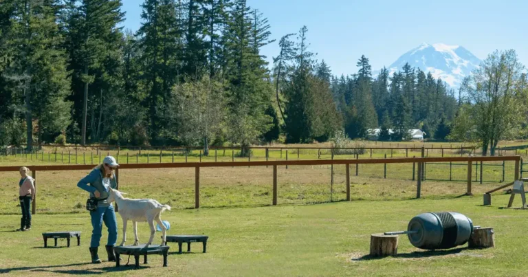 Why Reusable Pet Pee Pads Are a Smarter, More Sustainable Choice for Pet Care